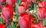 Tulip Darwin type Red Scarlet